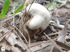 Agaricus arvensis