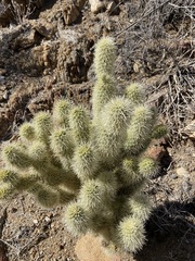 Cylindropuntia bigelovii