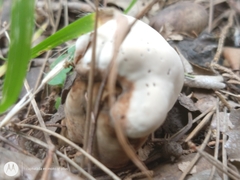 Agaricus arvensis