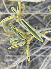 Horsfordia newberryi