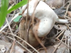 Agaricus arvensis