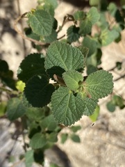 Acalypha californica