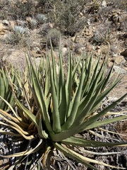 Agave pringlei