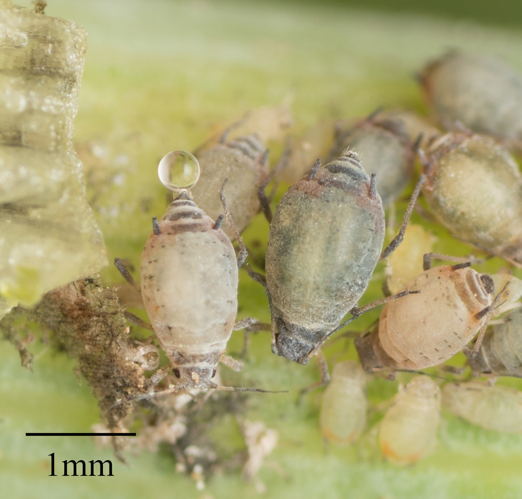 Hawthorn-parsley Aphid