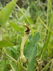 Aristolochia paucinervis