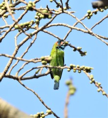 Psilopogon duvaucelii