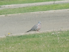 Columba palumbus