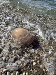 Rhizostoma pulmo