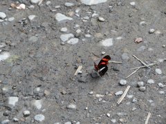 Podotricha telesiphe