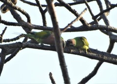 Psittacula alexandri fasciata