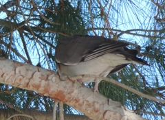 Columba palumbus