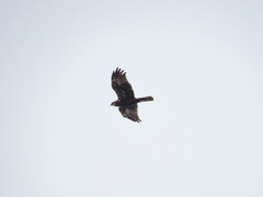 Circus aeruginosus