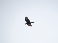 Circus aeruginosus