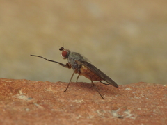 Tephrochlamys rufiventris