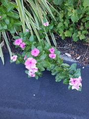 Catharanthus roseus image