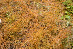 Cassytha filiformis