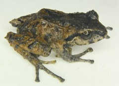 Pristimantis vertebralis