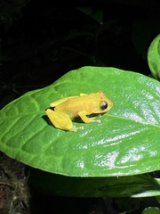 Pristimantis apiculatus