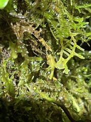 Pristimantis apiculatus