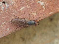 Tephrochlamys rufiventris