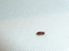 Stegobium