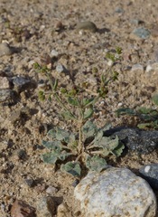 Eriogonum viridescens