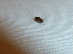Stegobium