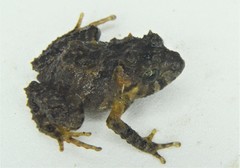 Pristimantis leoni