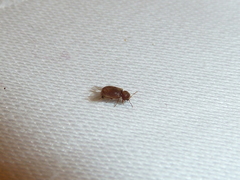 Stegobium