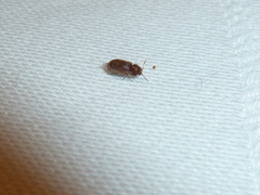 Stegobium