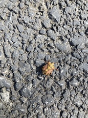 Carpocoris purpureipennis