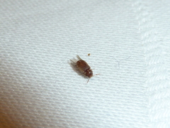 Stegobium
