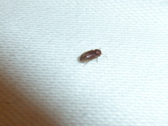 Stegobium