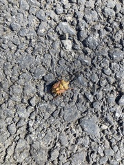 Carpocoris purpureipennis