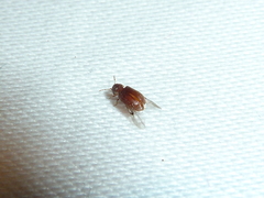 Stegobium