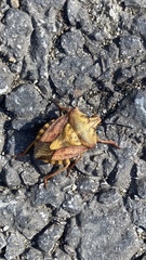 Carpocoris purpureipennis