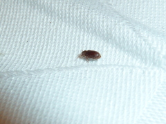 Stegobium