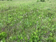 Marshallia legrandii
