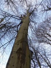 Dahlica triquetrella