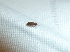 Stegobium