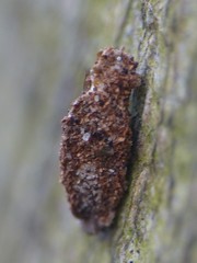 Dahlica triquetrella