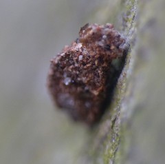 Dahlica triquetrella