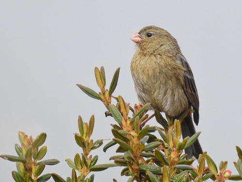 Plain-colored Seedeater (Catamenia inornata), photo 7