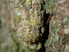 Chaenotheca chrysocephala
