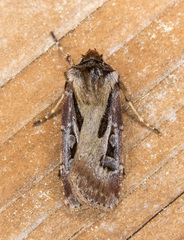 Agrotis vancouverensis