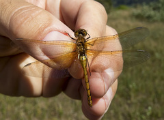 Sympetrum madidum