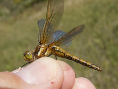 Sympetrum madidum