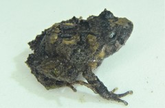 Pristimantis leoni