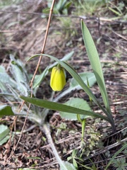 Fritillaria pudica