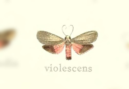 Talara violescens